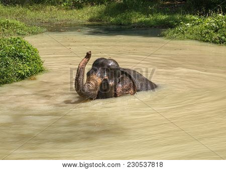 Elephant Enjoying Their Retirement In A Rescue Sanctuary