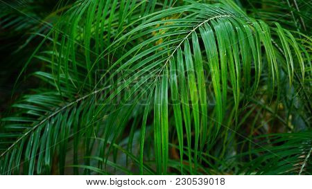 Green Long Steams Grow In Local Warm House. Scapes Have Gaunt Leaves, Close-up Photography. Concept 