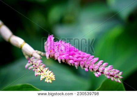 Pink Toothbrush Orchid (dendrobium Secundum) In Garden