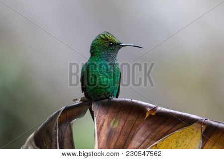 Humming Bird In Monteverde National Park Costa Rica