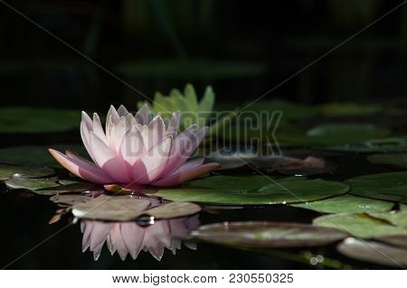 Pink Water Lilies Are Beautifully Reflected On The Water Surface.
