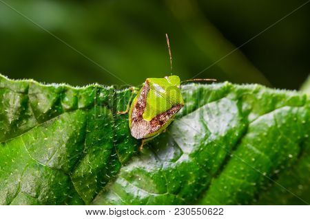 Brownwinged Green Bug (plautia Crossota)