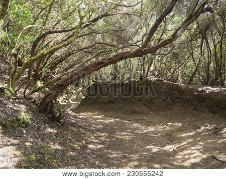Narrow Footpath On Sendero De Los Sentidos Path Od The Senses In Mystery Primary Laurel Forest Lauri