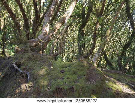 Mystery Primary Laurel Forest Laurisilva Rainforest With Old Mossed Trees Twisted Roots In Anaga Mou
