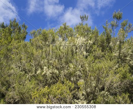 Laurel Forest Laurisilva With Old Mossed Trees  In Anaga Mountain, Natural Background With Blue Sky