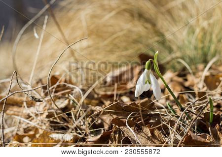 Snowdrops Sunny Spring Forest