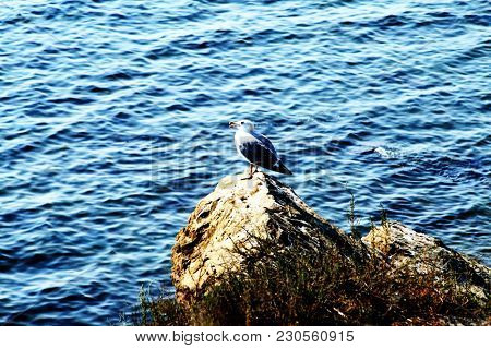 Sea Gull Sitting On A Small Rock