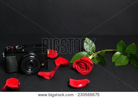 Red Rose, Petals And Camera Photo, With Black Background, Leafs Green