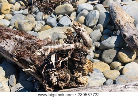 Driftwood, Washed Up By The Sea On A Pebble Beach On A Warm Summer Day