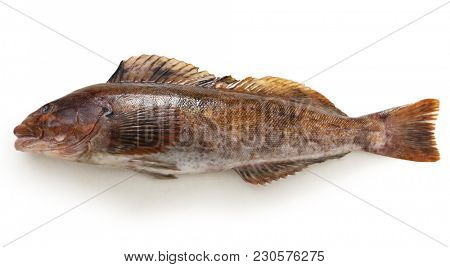 greenling isolated on white background