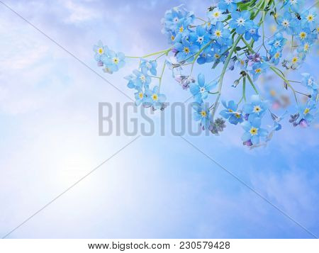 Blue Forget-me-not Or Myosotis Flowers Bunch In The Corner