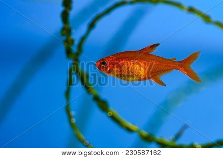 Small Beauty Ember Tetra Or Hyphessobrycon Amandae In Planted Tropical Fresh Water Aquarium