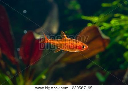 Small Beauty Ember Tetra Or Hyphessobrycon Amandae In Planted Tropical Fresh Water Aquarium