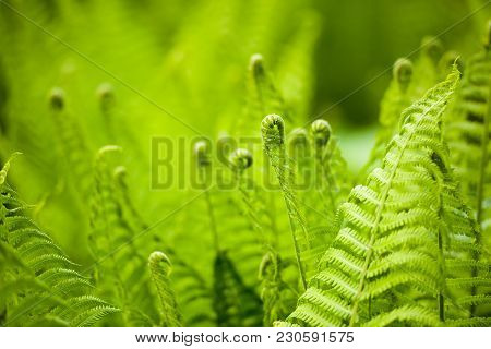 Beautyful Ferns Leaves Green Foliage Natural Floral Fern Background In Sunlight.