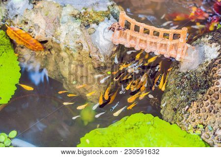 View Of Chinese Garden Pond With Multicoloured Carp Koi Fishes.