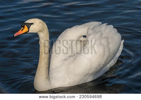 Mute Swan - Cygnus Olorin Swimming In Lake Water Water In Hyde Park, London