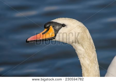 Mute Swan - Cygnus Olorin Swimming In Lake Water Water In Hyde Park, London