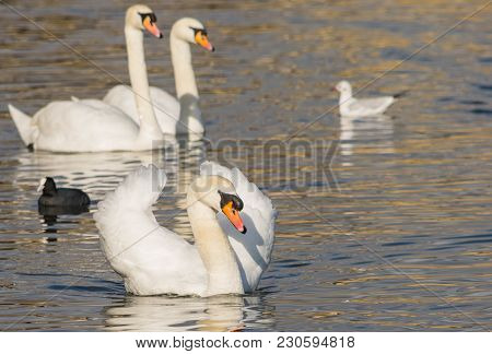 Mute Swan - Cygnus Olorin Swimming In Lake Water Water In Hyde Park, London