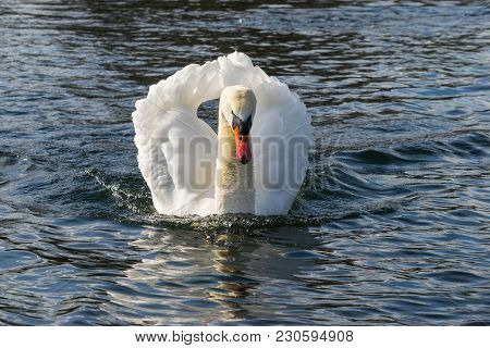 Mute Swan - Cygnus Olorin Swimming In Lake Water Water In Hyde Park, London