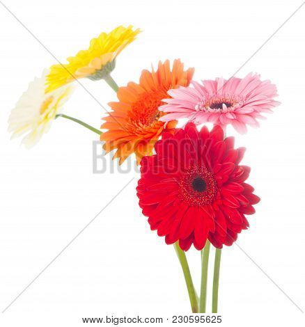 Beautiful Gerbera Flowers Isolated On White Background