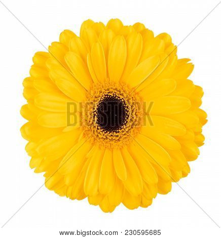 Yellow Gerbera Flower Isolated On White Background