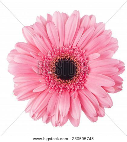 Pink Gerbera Flower Isolated On White Background