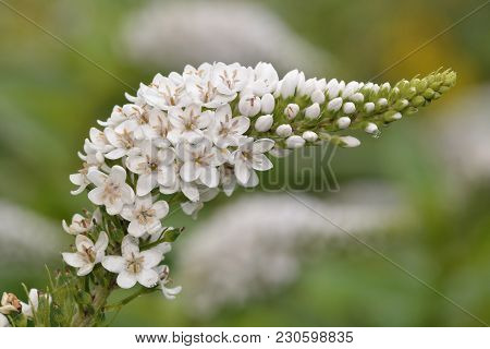 Japanese Loosetrife - Lysimachia Clethroides 
Garden Flower