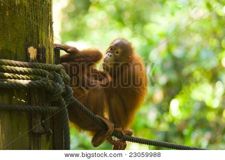 Baby orangutani hrát lana horizontální