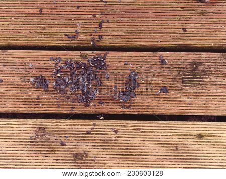 The Surface Of The Hardwood Floor Treated With A Fungicidal And Insecticidal Sealer. Places With Lic