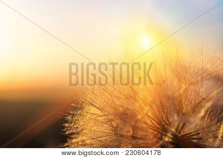 Dandelion Closeup Against Sun And Sky During The Dawn, Meditative Summer Zen Background