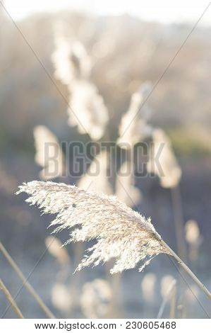 Close Up Of Yellow Brome In A Light Background