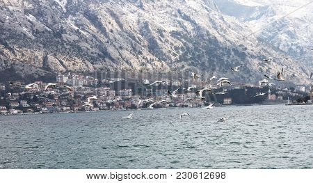 Seagull At The Coast Of Kotor Bay, Montenegro. Seagal Hovers Over The Pier