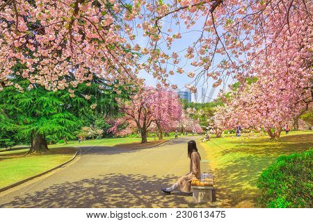 Unidentified Woman Relaxes Under Blossoming Cherry Tree In Shinjuku Gyoen National Garden. Shinjuku 