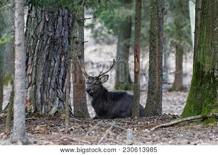 A Stunning Manchurian Sika Deer (cervus Nippon Mantchuricus Or Cervus Nippon Dybowskii)