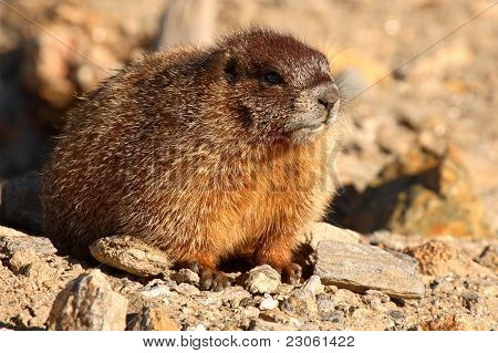 Juvenile Marmot Outside Den