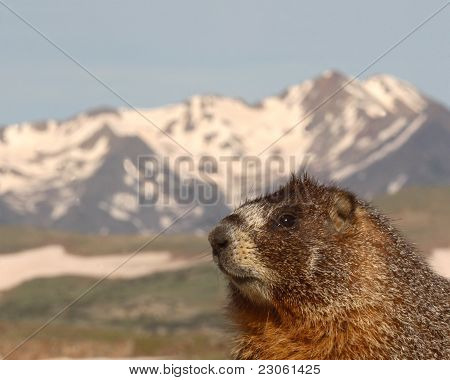 Yellow-bellied Marmot In The Mountains