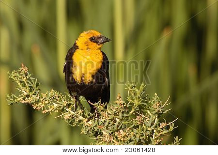 Immature Yellow-headed Blackbird On Perch