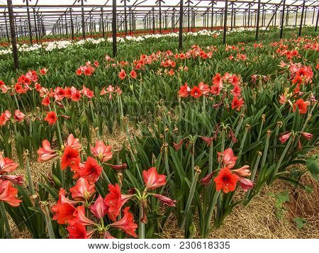 Flowers Are Grown In The Greenhouse Of A Farm In Holambra, State Of Sao Paulo