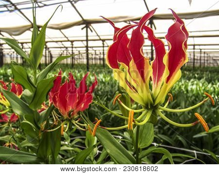 Flowers Are Grown In The Greenhouse Of A Farm In Holambra, State Of Sao Paulo