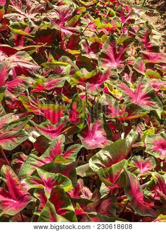 Flowers Are Grown In The Greenhouse Of A Farm In Holambra, State Of Sao Paulo