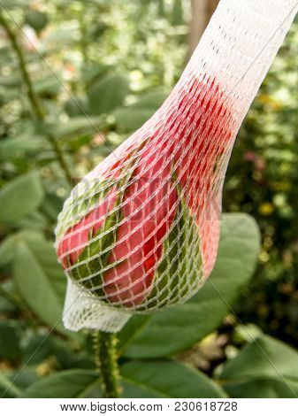 Red Roses Are Grown In The Greenhouse Of A Farm In Holambra, State Of Sao Paulo