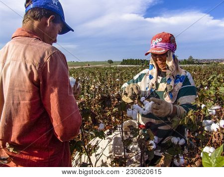 Leme, Sao Paulo, Brazil, May 10, 2005. Worker Makes Manual Cotton Harvesting On A Plantation In The 