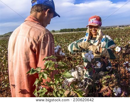Leme, Sao Paulo, Brazil, May 10, 2005. Worker Makes Manual Cotton Harvesting On A Plantation In The 