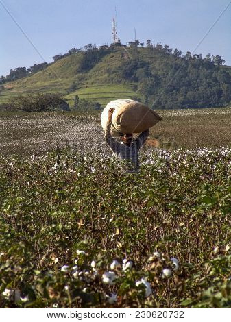 Leme, Sao Paulo, Brazil, May 10, 2005. Worker Makes Manual Cotton Harvesting On A Plantation In The 