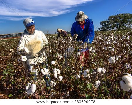 Leme, Sao Paulo, Brazil, May 10, 2005. Worker Makes Manual Cotton Harvesting On A Plantation In The 