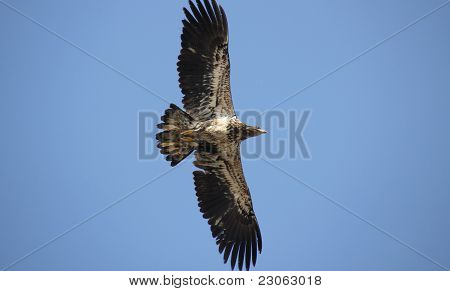 El águila calva inmaduros volando bajo