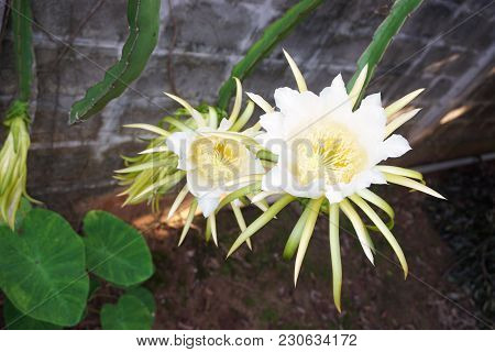 Close Up White Dargon Fruit Flower On Wall