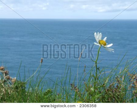 Margherita con Oceano
