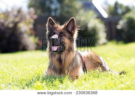 Young German Shepherd Dog Outside On The Lawn