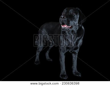 Beautiful Young Male Dog Labrador Breed On A Black Background